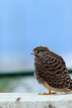 フワ~~~~あくび出ちゃった(チョウゲンボウ）