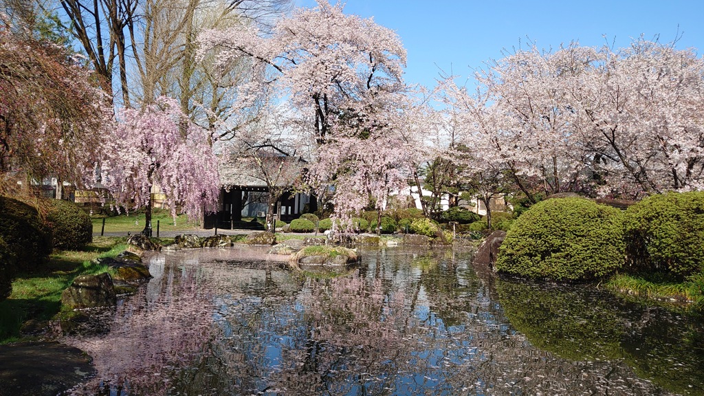 高島城の桜　2024 (5)