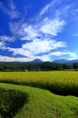 風に揺れる稲穂