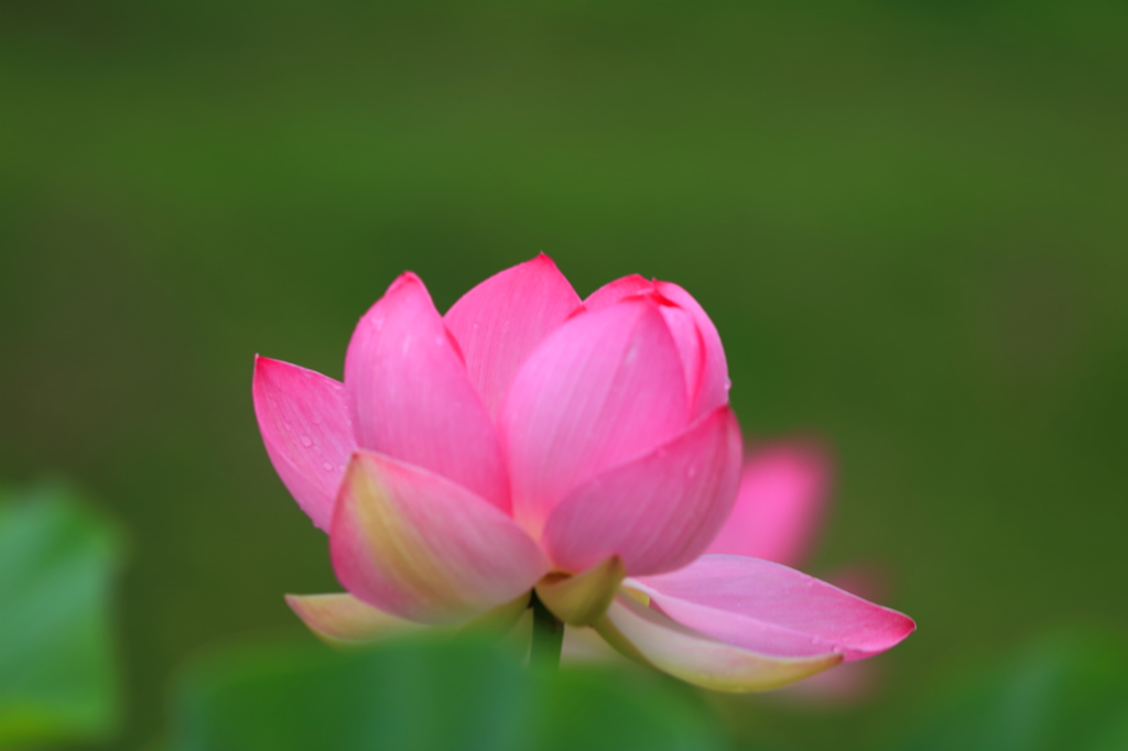 古代蓮 (5)