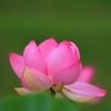 古代蓮 (5)