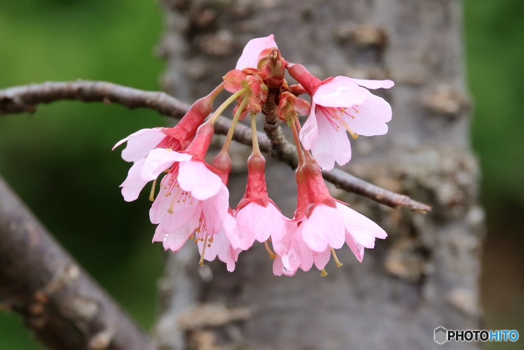 やっと咲き始め (4)