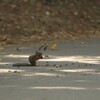 クルミ割