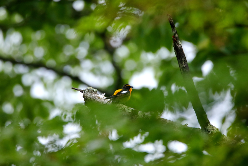 探鳥会の為移動