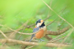 ヤマちゃん　めっけ