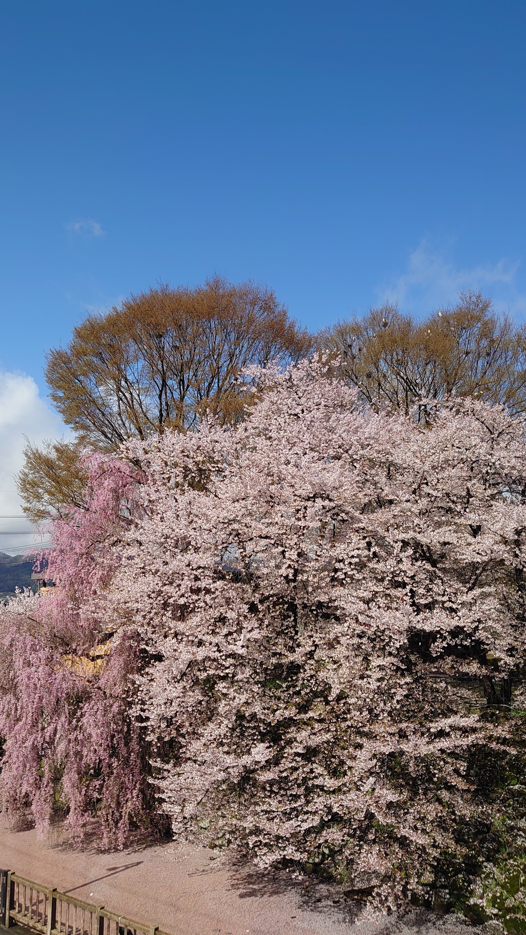 高島城の桜　2024 (4)