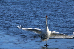 秘技　白鳥の湖　1/4