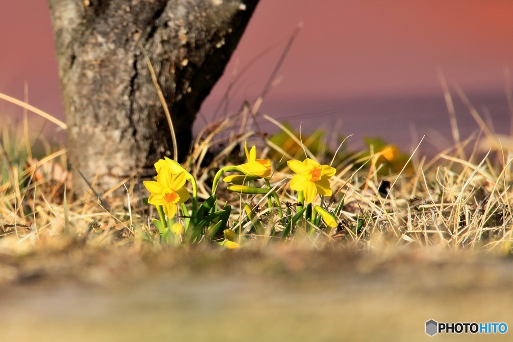 散歩道にも春の訪れ