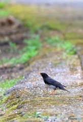 やっとクロツグミ　オス