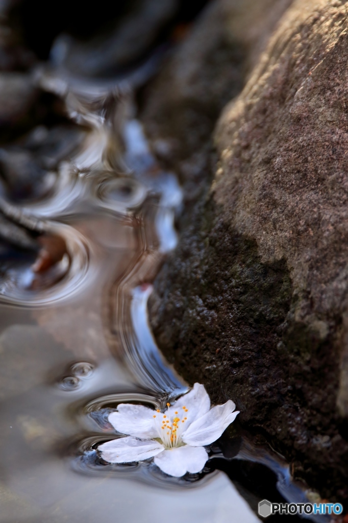 水面花