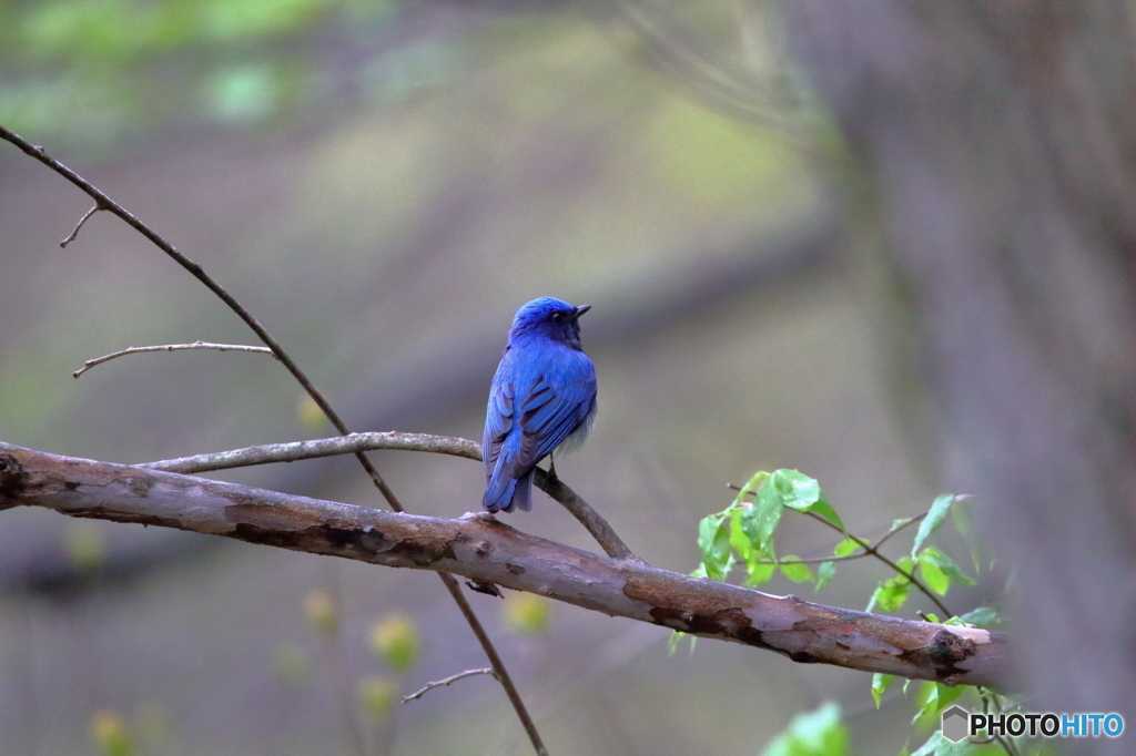 幸せの青い鳥