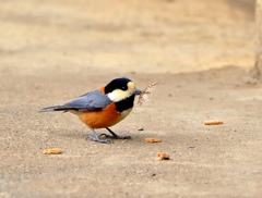 朝食