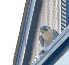 かなり大型が犠牲に