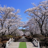 只今　桜祭り中