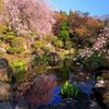 水面に咲く