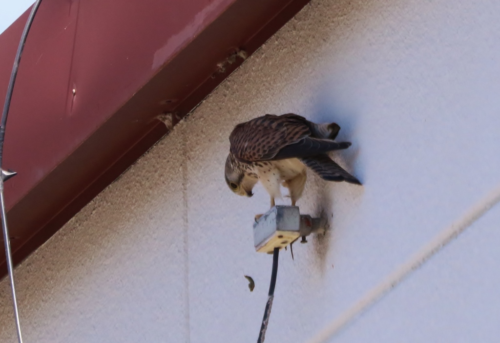 あ～～～～あ　　　閲覧注意
