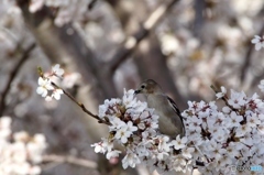 どの花食べようか