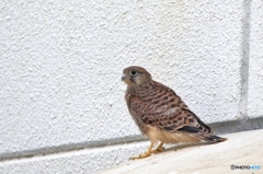 お～～初めまして　幼鳥さん