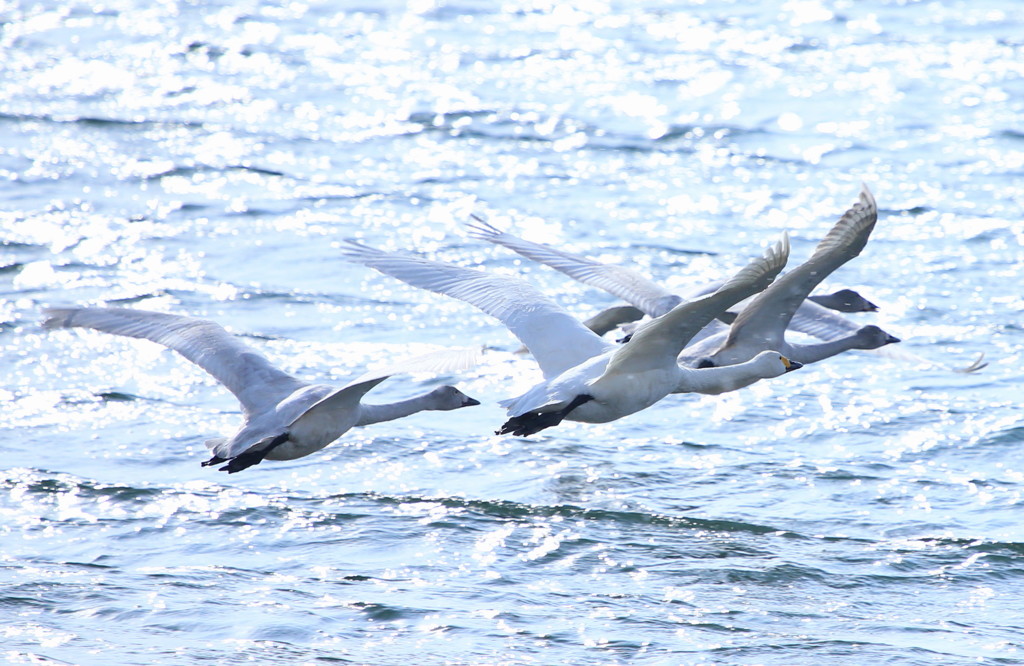 雪舞う中の編隊飛行　　トリミング