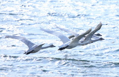 雪舞う中の編隊飛行　　トリミング