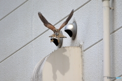 幼鳥に期待