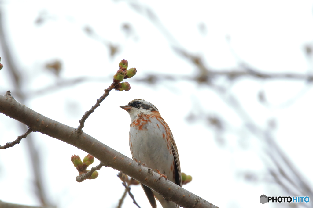 もうちょいで咲くのかな～