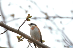 もうちょいで咲くのかな～