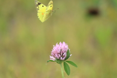 次のお花へ