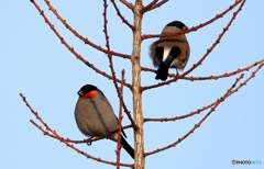 ウソ