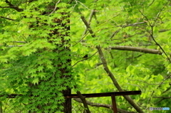 今日もかくれんぼ