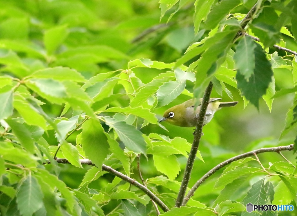 野鳥のカモフラージュの方が一枚上手