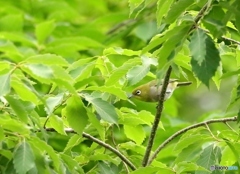 野鳥のカモフラージュの方が一枚上手