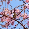 ちゅ～～ちゅ～～