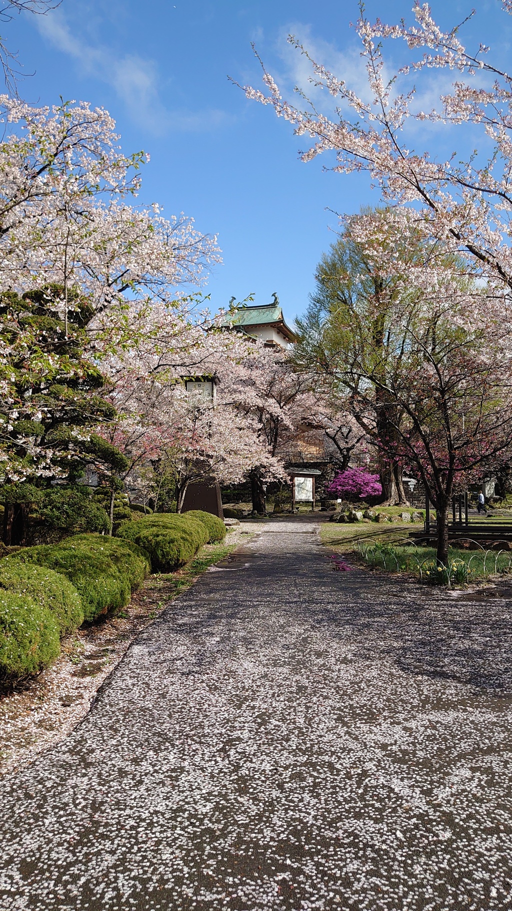 桜のジュータンに導かれて　　高島城の桜　2024 (2)