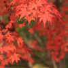 楓　１