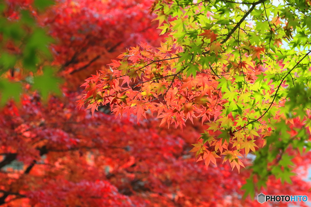 まだ早い　紅葉狩り (3)