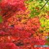 まだ早い　紅葉狩り (3)