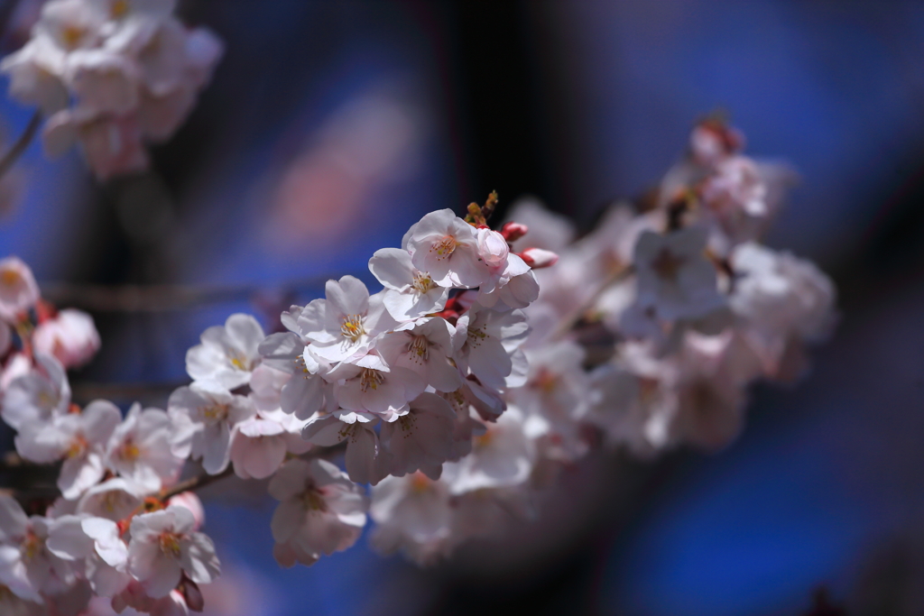 桜　咲くら