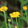散歩道の花 (4)