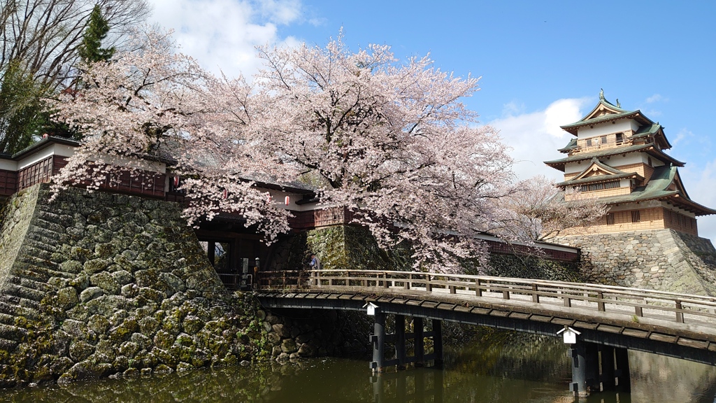 高島城の桜　2024 (1)