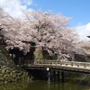 高島城の桜　2024 (1)