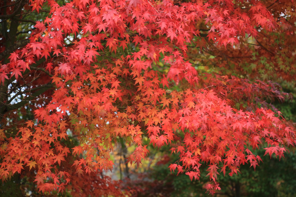 紅　燦々と