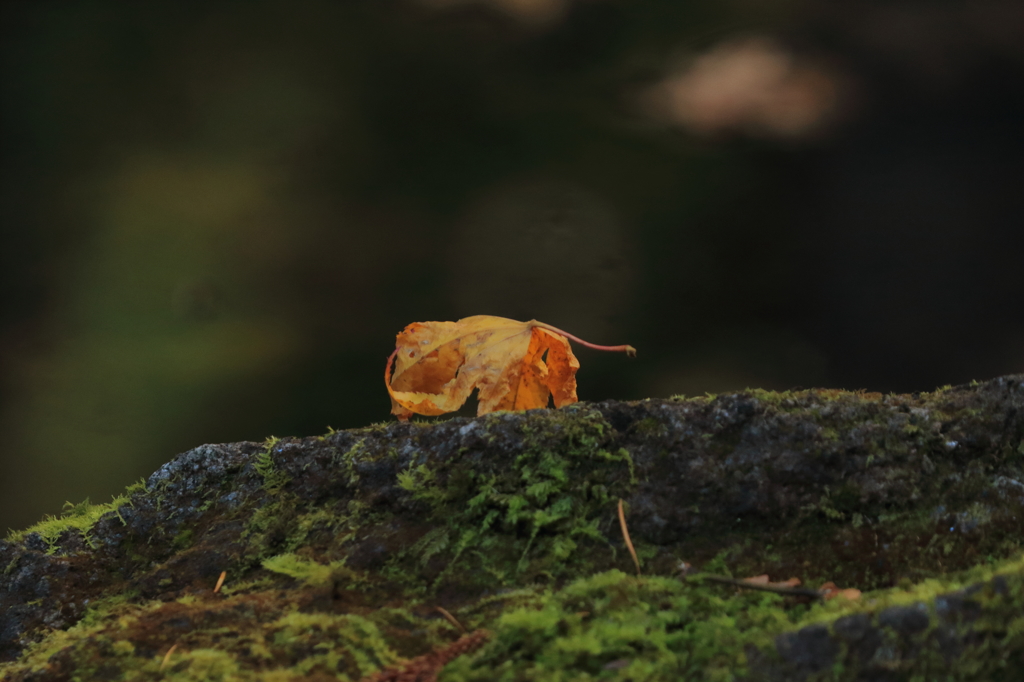 ！！！▄█▀█●ｶﾞｰﾝ