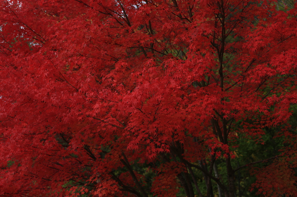 紅