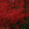 紅