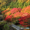 まだ早い　紅葉狩り (6)