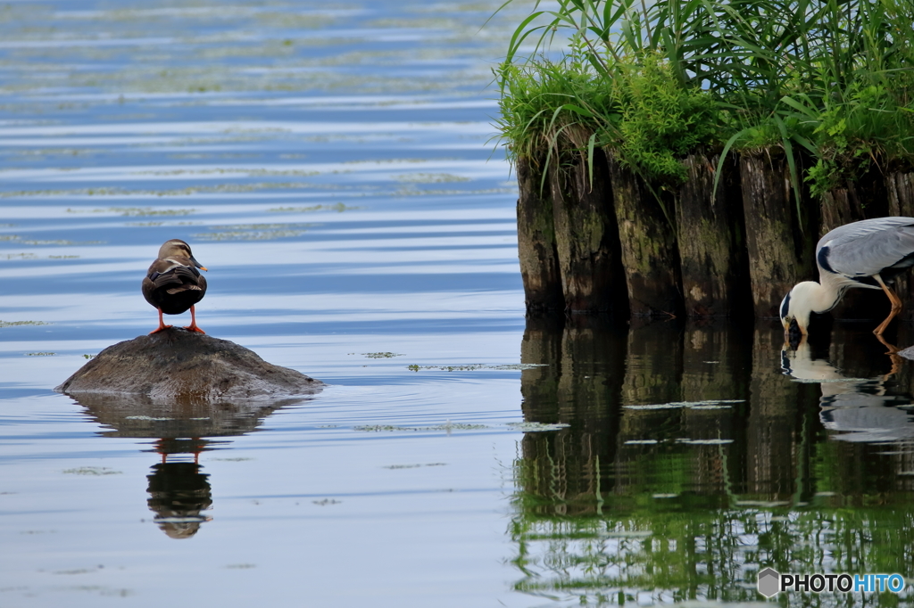 あきらめればいいじゃん