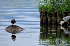 あきらめればいいじゃん