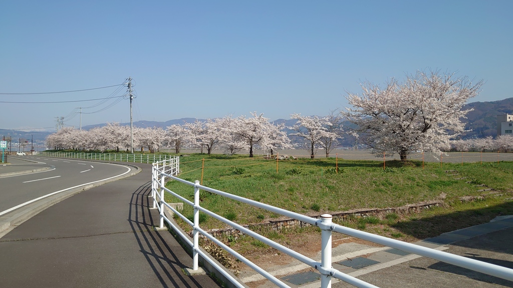 満開です②