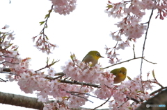 メジロの群れに